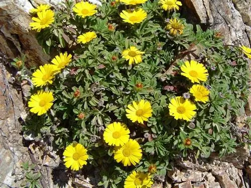 Pallenis maritima - трава с желтыми цветками. Pallenis maritima - трава с желтыми цветками.