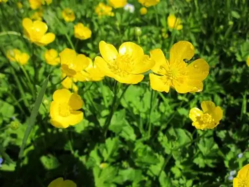 Ranunculus acris имеет желтые цветки Ranunculus acris имеет желтые цветки