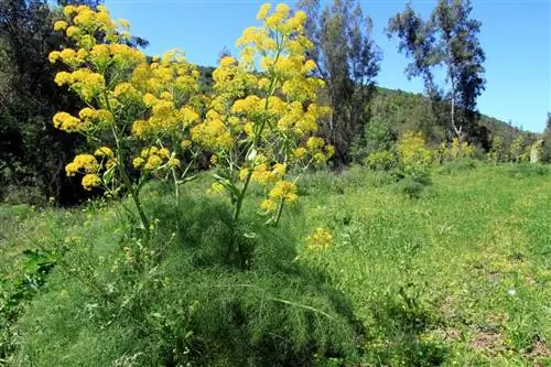 Ferula communis - многолетнее травянистое растение. Ferula communis - многолетнее травянистое растение.