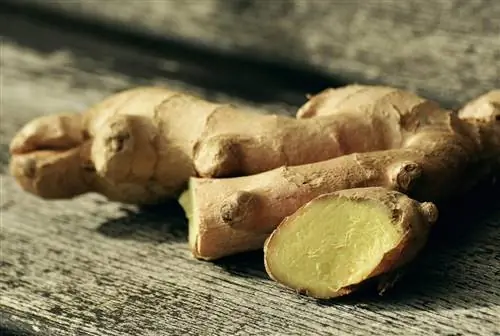 каковы примеры корневищ каковы примеры корневищ
