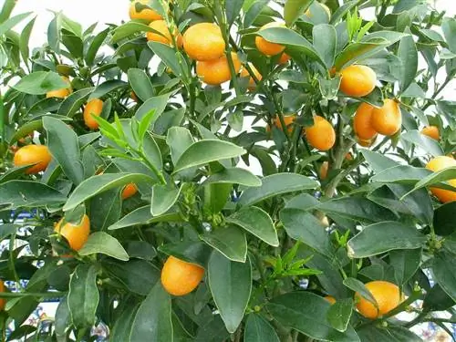Кумкват - неприхотливое дерево Кумкват - неприхотливое дерево