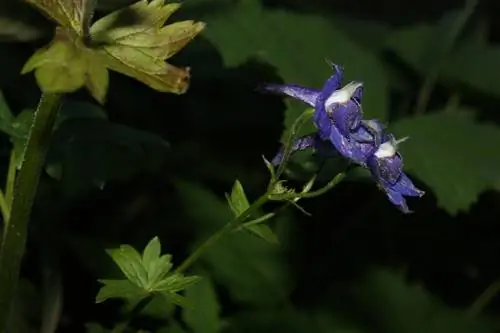 Вид на Delphinium trolliifolium