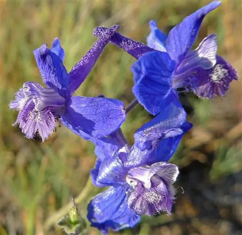 Вид на Delphinium nuttalianum