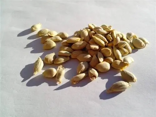 Внешний вид семян мандарина