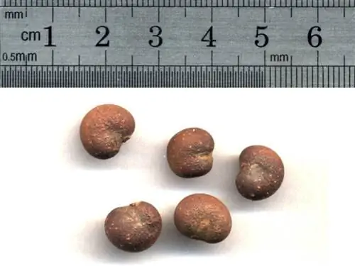 Семенам баобаба нужно тепло, прежде чем они прорастут.