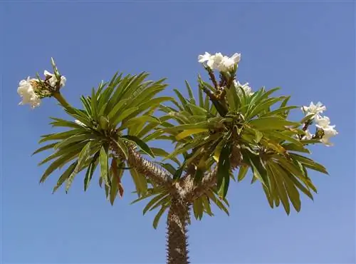 Pachypodium lamerei: уход