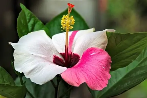 болезни гибискуса в саду