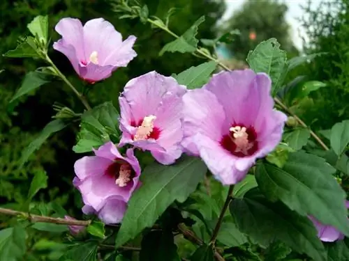 уход за гибискусом