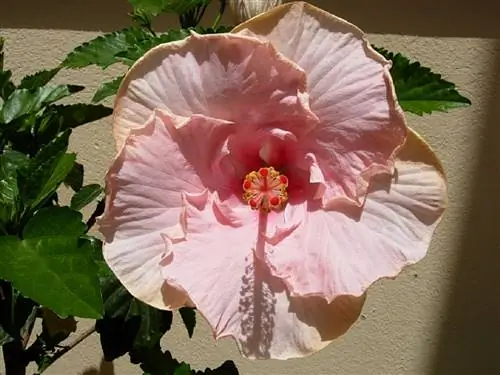 болезни гибискуса