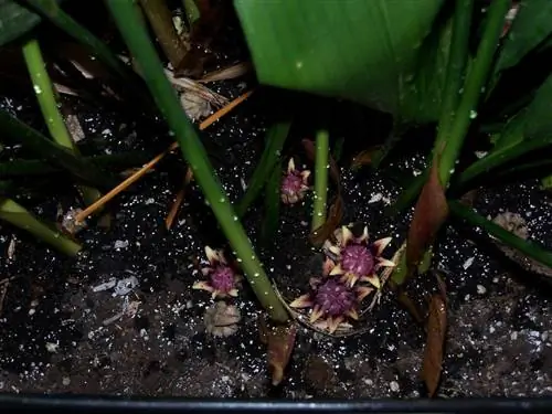 цветы аспидистры