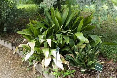 Аспидистра: уход