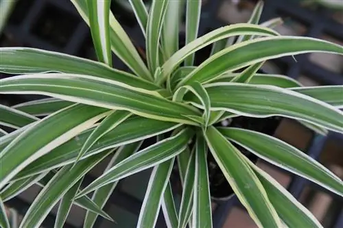 Лента растение для спален