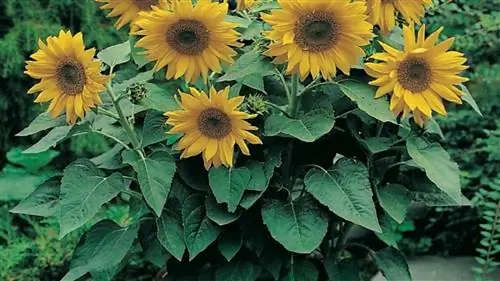 как ухаживать за комнатным подсолнухом