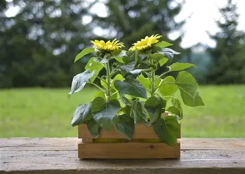 как ухаживать за комнатным подсолнухом в домашних условиях