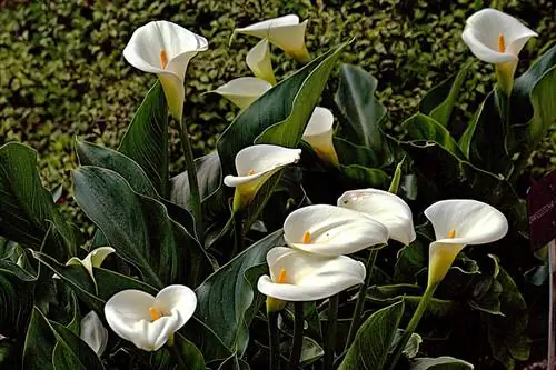 Каллы цветут весной