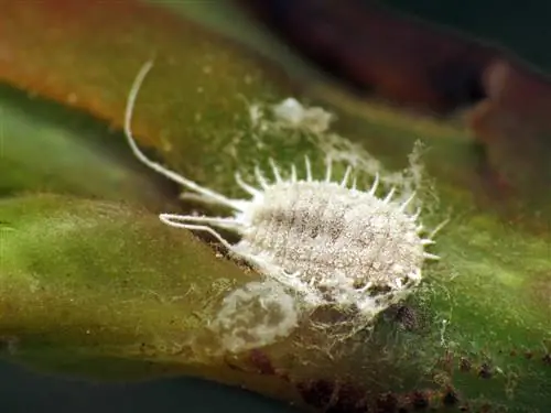 В водяной палочке могут быть мучнистые червецы