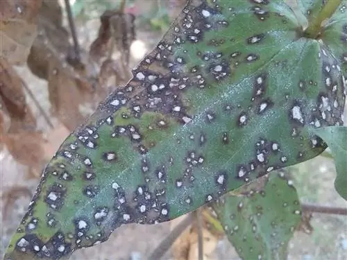 Грибы могут повредить стебель бразильца