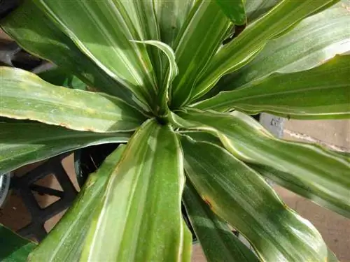 Вредители и болезни ствола Бразилии