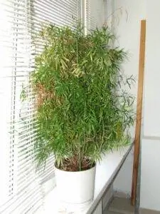 Asparagus falcatus - безвредное растение