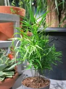 Спаржа фалькатус многолетняя