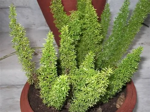 Спарже нужен свет