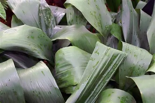 Пятнистые листья аспидистры