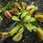 Венерина мухоловка - мелкий хищник.