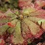 Дрозеры - плотоядные растения.