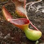 Непентесы - тропические хищники.