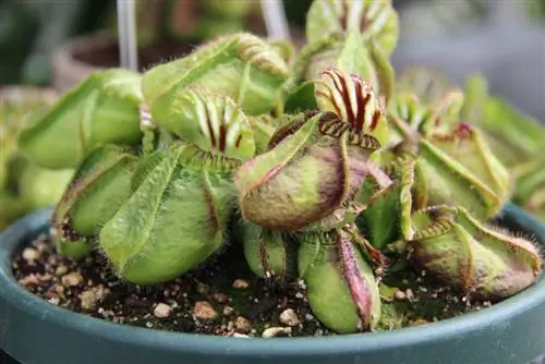 Взрослый экземпляр Cephalotus