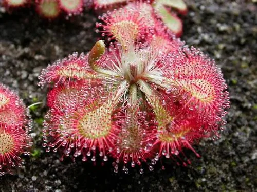 Образец Drosera spatulata