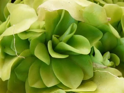 Образец пингвикулы