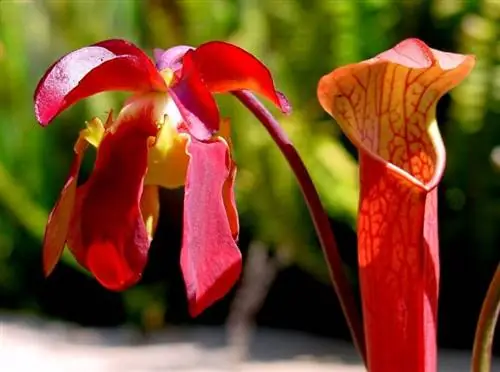 Образец Sarracenia rubra