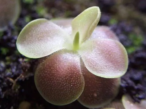 Образец Pinguicula 'Sethos'