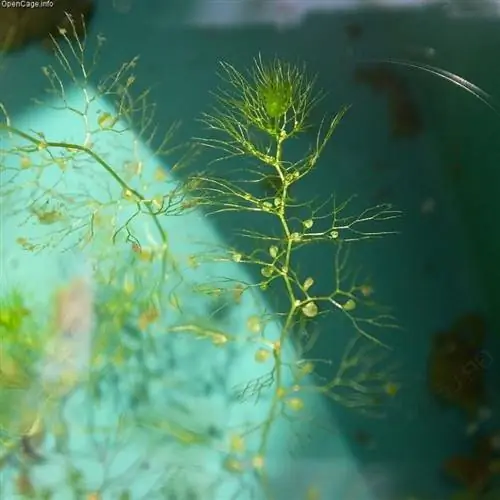Образец Utricularia minor