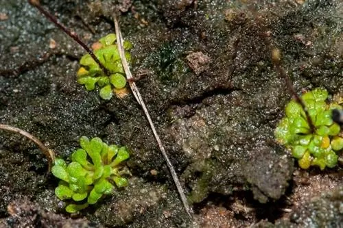 Genlisea filiformis в среде обитания
