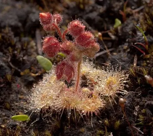 Drosera glanduligera в естественной среде обитания