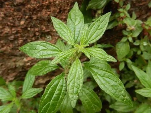 Париетария - дикорастущее растение.