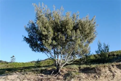 Казуарина - австралийское дерево.
