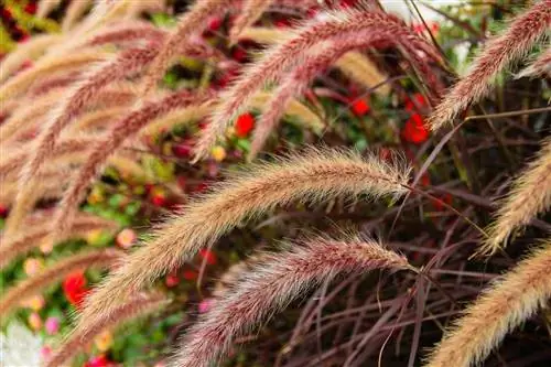 Декоративные травы идеально подходят для украшения сада