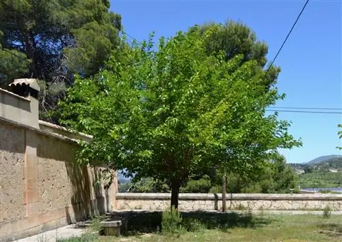 Шелковица вызывает аллергию