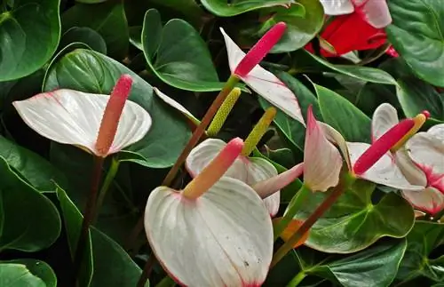 набор цветов антуриум