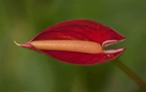 рождение цветка антуриума