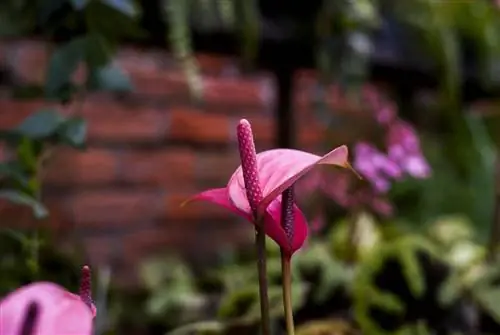 розовый цветок антуриума