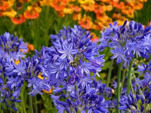 цветы агапантуса