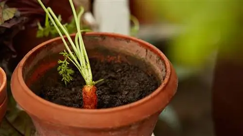 когда сажать морковь на огороде