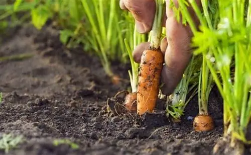 выращивание моркови