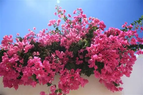 бугенвиллия растет на стене