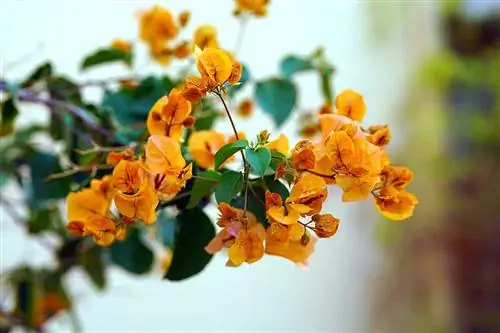 желтые цветы