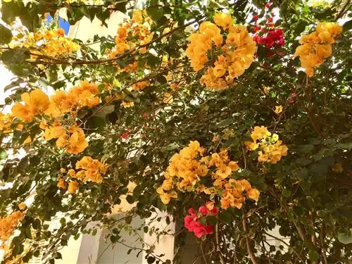 уход за желтой бугенвиллией
